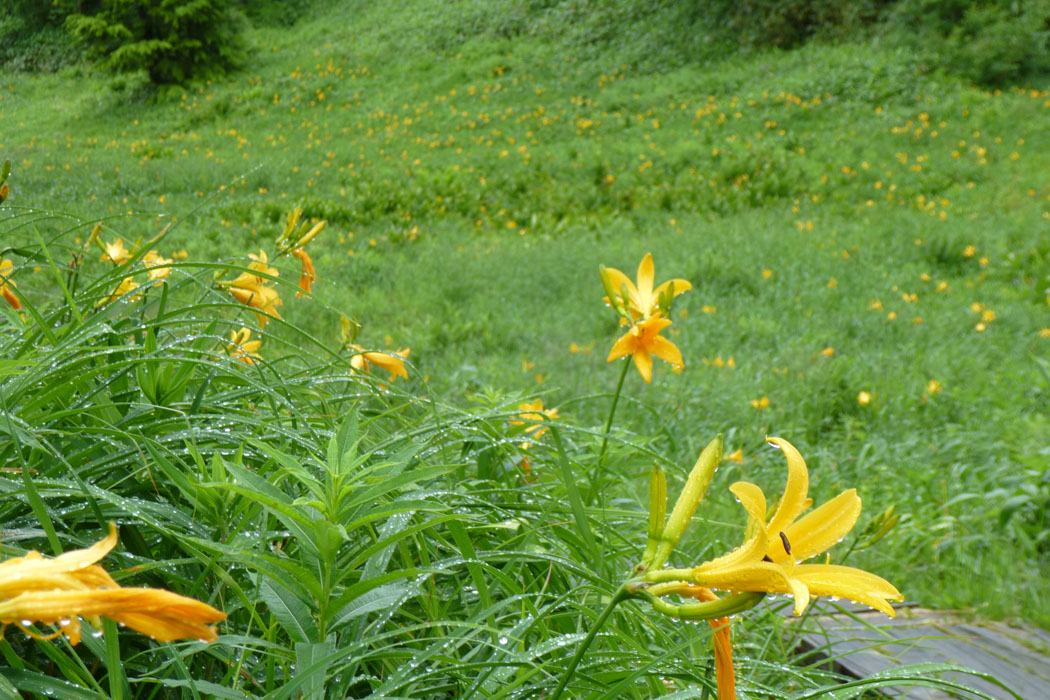 志賀高原の東館山高山植物園はニッコウキスゲが咲き始めたところ。小雨が降っていたけど、斜面一面のニッコウキスゲはすばらしい光景でした。